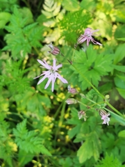Silene flos-cuculi