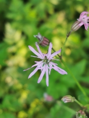 Silene flos-cuculi