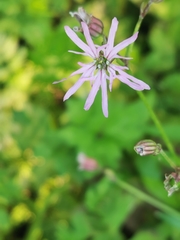 Silene flos-cuculi