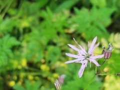 Silene flos-cuculi