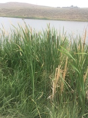 Typha × glauca