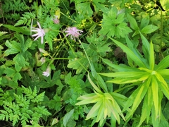 Silene flos-cuculi