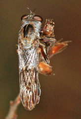 Nicocles