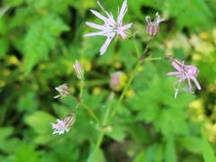 Silene flos-cuculi