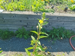 Oenothera parviflora