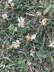 Trifolium repens