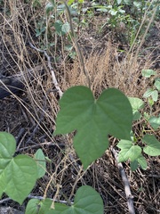 Ipomoea lindheimeri