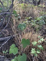 Ipomoea lindheimeri