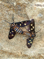 Amata passalis