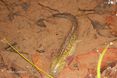 Ambystoma flavipiperatum