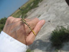 Phanogomphus militaris