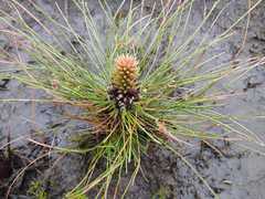 Pinus devoniana