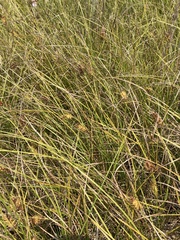 Carex bullata