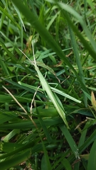 Acrida cinerea