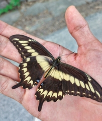 Papilio ornythion ornythion