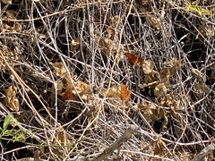 Dione vanillae