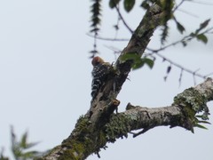 Dendrocopos hyperythrus