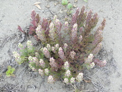 Castilleja exserta latifolia