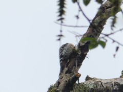 Dendrocopos hyperythrus