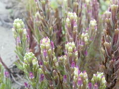 Castilleja exserta latifolia
