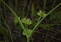 Cyperus grayioides