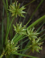 Cyperus grayioides