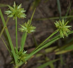 Cyperus grayioides