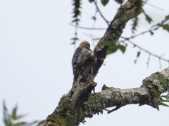 Dendrocopos hyperythrus