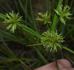 Cyperus grayioides