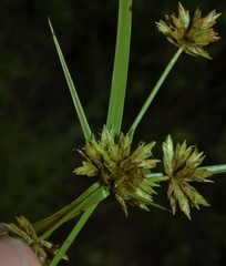 Cyperus grayioides