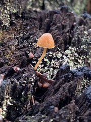 Gymnopilus eucalyptorum