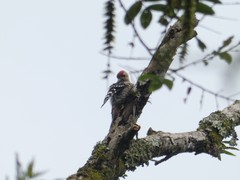 Dendrocopos hyperythrus