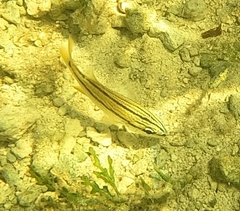 Haemulinae