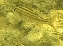 Haemulinae