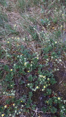 Potentilla drummondii