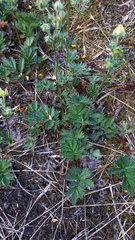 Potentilla drummondii
