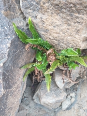 Polystichum kruckebergii
