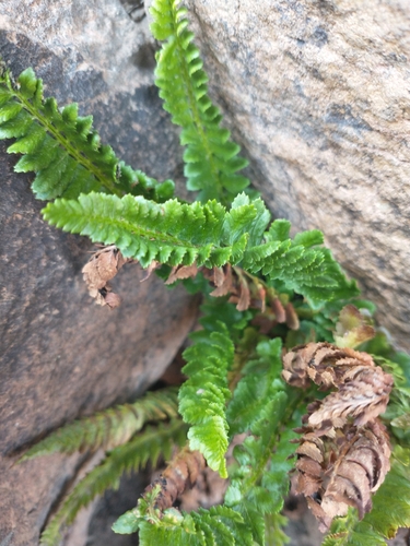 Image of Polystichum kruckebergii by no rights reserved