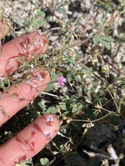 Navarretia linearifolia pinnatisecta