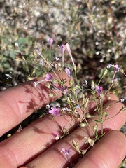 Navarretia linearifolia pinnatisecta