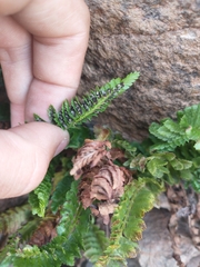 Polystichum kruckebergii