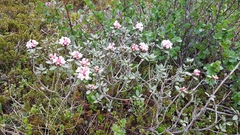 Rhododendron adamsii
