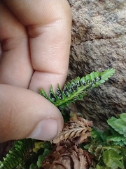Polystichum kruckebergii