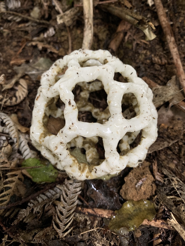 white basket fungus from Kiwitahi, Te Miro, Waikato, NZ on July 25