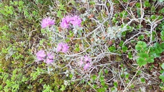 Rhododendron parvifolium