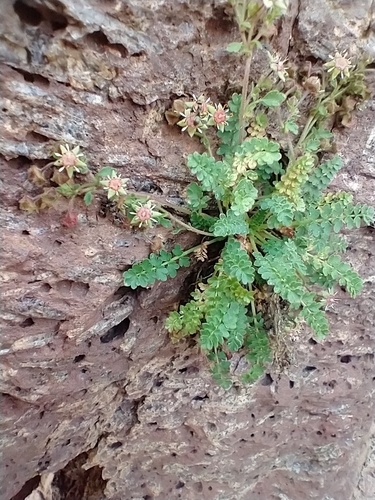 Image of Ivesia baileyi by no rights reserved