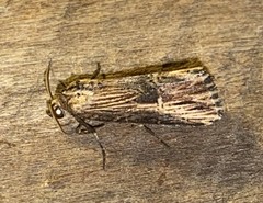 Crambodes talidiformis