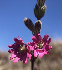 Silene scouleri scouleri