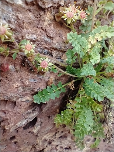 Ivesia baileyi var. beneolens