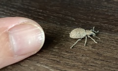 Trichalophus alternatus